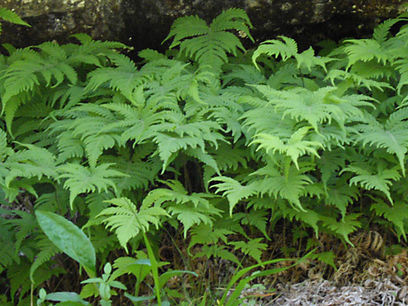 Phegopteris connectilis photo